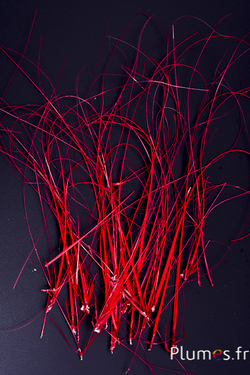 Autruche Rachis - 15-25 cm - rouge